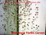 Red Royal Türikis Larven