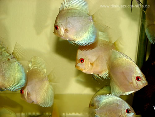 Ocean Green Discus